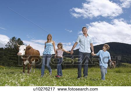 Stock Photo - Parents and children (7-9) holding hands, walking in field with cow. Fotosearch