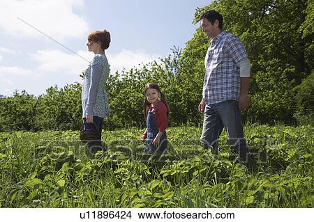 Picture - Parents and daughter (5-6) in strawberry field. Fotosearch
