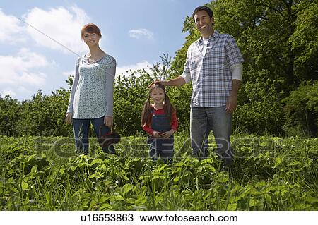 Parents and daughter (5-6) in strawberry field, portrait View Large Photo Image Stock Image - Parents and daughter (5-6) in strawberry field, portrait. Fotosearch