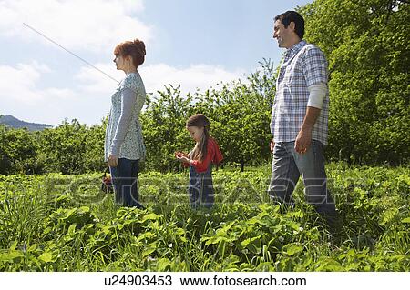 Parents and daughter (5-6) in strawberry field View Large Photo Image Stock Image - Parents and daughter (5-6) in strawberry field. Fotosearch