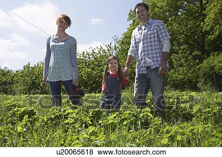 Parents and daughter (5-6) in strawberry field, portrait View Large Photo Image Stock Photo - Parents and daughter (5-6) in strawberry field, portrait. Fotosearch