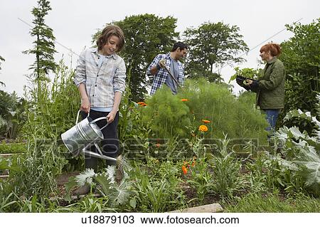 Stock Image - Parents and son (7-9) gardening. Fotosearch