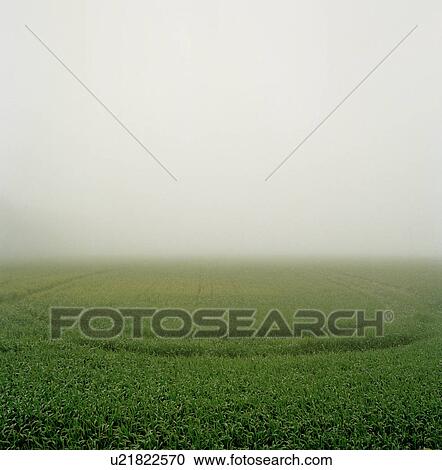 Stock Image - Pattern in misty field. Fotosearch