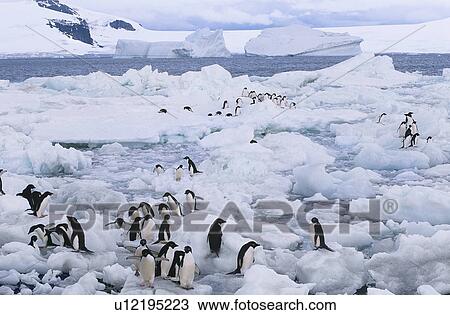 Penguins on ice flows View Large Photo Image Stock Image - Penguins on ice flows. Fotosearch