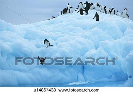Penguins on iceberg View Large Photo Image Stock Photo - Penguins on iceberg. Fotosearch