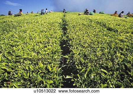 People working in tea plantation View Large Photo Image Stock Image - People working in tea plantation. Fotosearch