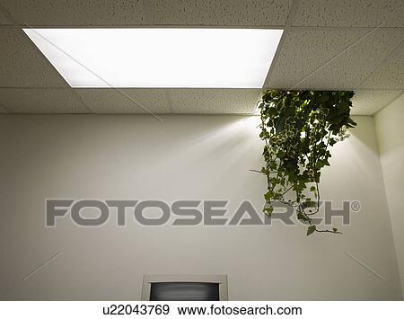 Stock Photo - Plant Hanging from Ceiling in Abandoned Office. Fotosearch