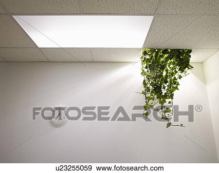 Stock Photo - Plant Hanging from Ceiling in Abandoned Office. Fotosearch