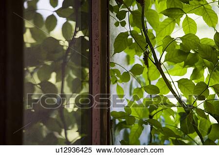 Plant outside window View Large Photo Image Stock Photography - Plant outside window. Fotosearch