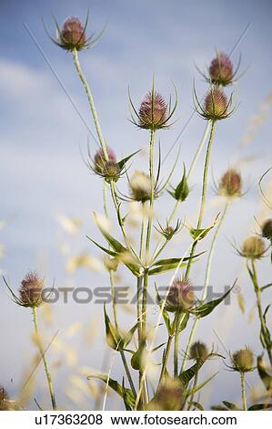 Stock Photo - Plants in field. Fotosearch