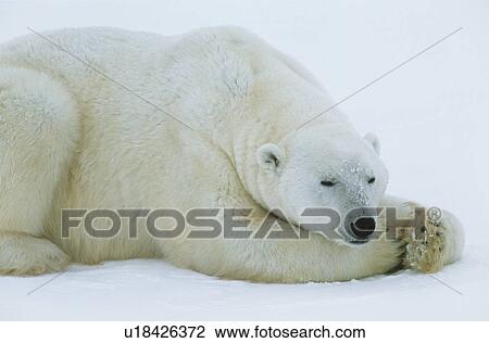 Stock Image - Polar Bear lying in snow, Yukon. Fotosearch