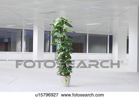 Stock Photo - Potted plant in empty office space, night. Fotosearch
