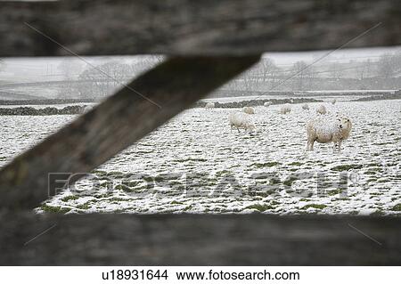 Picture - Sheep grazing on snowy field behind fence. Fotosearch