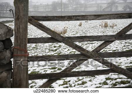 Sheep grazing on snowy field behind fence View Large Photo Image Stock Image - Sheep grazing on snowy field behind fence. Fotosearch
