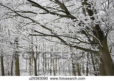 Stock Image - Snow covered beech forest. Fotosearch