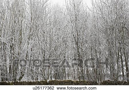 Snow covered trees behind stone wall View Large Photo Image Stock Image - Snow covered trees behind stone wall. Fotosearch