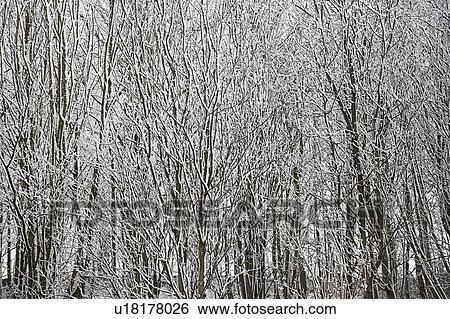 Stock Photograph - Snow covered trees. Fotosearch