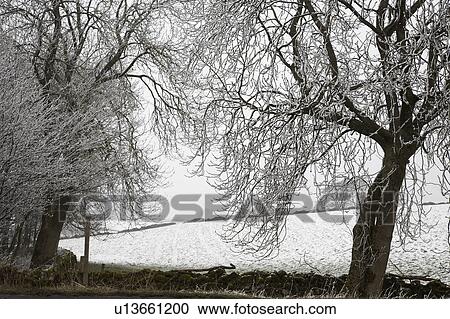 Stock Image - Snowcovered trees and field. Fotosearch