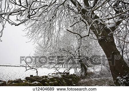 Snowcovered trees and field View Large Photo Image Stock Photo - Snowcovered trees and field. Fotosearch