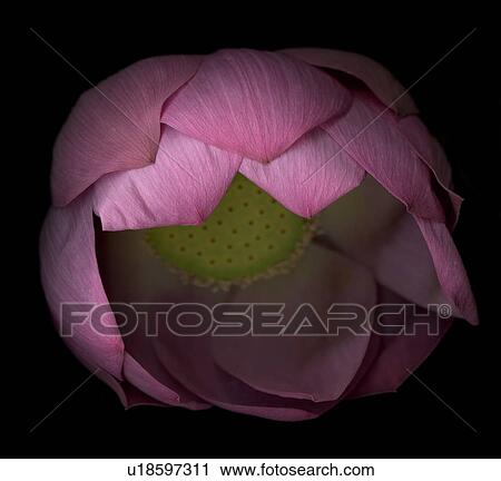 Studio shot of piing water lily View Large Photo Image Stock Image - Studio shot of piing water lily. Fotosearch