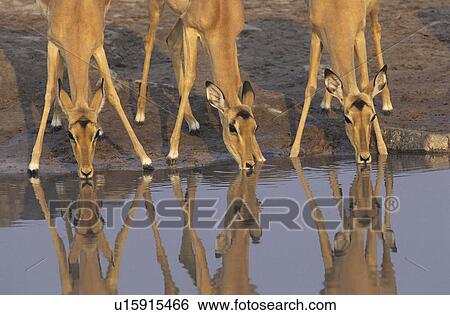 Three Gazelle drinking at waterhole View Large Photo Image Stock Photograph - Three Gazelle drinking at waterhole. Fotosearch