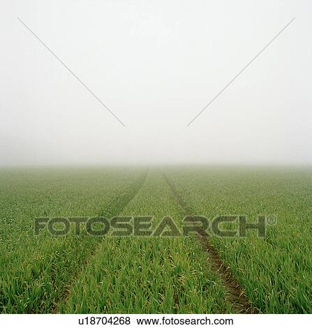 Stock Photo - Tracks through misty field. Fotosearch