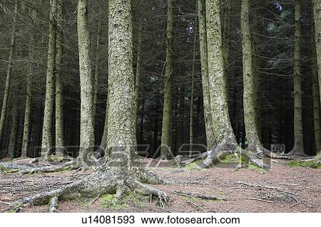 Trees in forest, low section View Large Photo Image Stock Image - Trees in forest, low section. Fotosearch