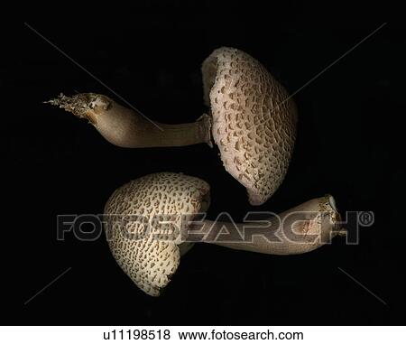 Two mushrooms on black background View Large Photo Image Stock Photo - Two mushrooms on black background. Fotosearch