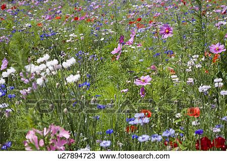 Wildflowers in meadow View Large Photo Image Stock Image - Wildflowers in meadow. Fotosearch
