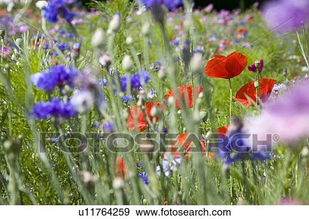 Stock Photo - Wildflowers in meadow. Fotosearch