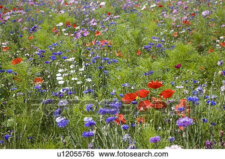 Stock Photography - Wildflowers in meadow. Fotosearch