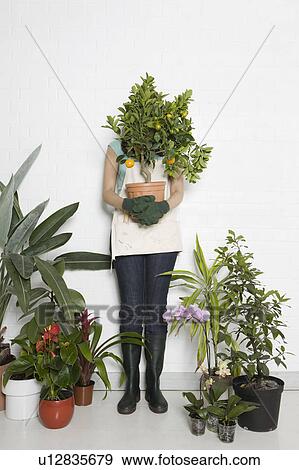 Woman holding potted orange tree over face View Large Photo Image Stock Photo - Woman holding potted orange tree over face. Fotosearch