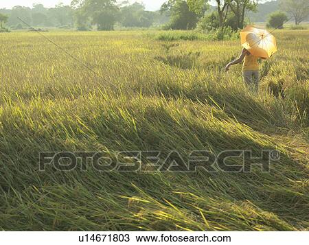 Stock Image - Young woman in fields holding umbrella, back view. Fotosearch
