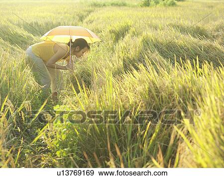 Stock Photo - Young woman in fields holding umbrella, side view. Fotosearch