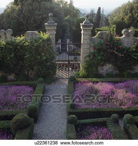 ピンク 花が咲く 植物 中に 形式的 ベッド 研がれる で 切られる 箱 両掛け 中に イタリア語 壁で囲われた庭 で 細工された鉄 門 写真館 イメージ館 U Fotosearch