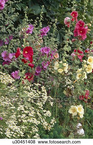  Close up of a section oof a late summer border with mallow and hollyhocks. View Large Photo Image Stock Photo - Close up of a section oof a late summer border with mallow and hollyhocks.. Fotosearch
