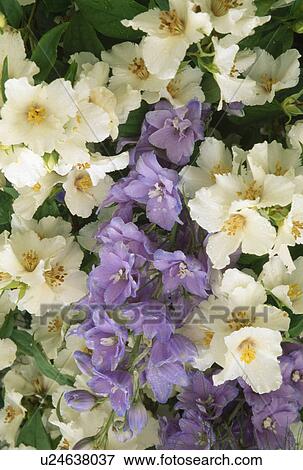  Close up of delphinium with mock orange blossom. View Large Photo Image Stock Photo - Close up of delphinium with mock orange blossom.. Fotosearch