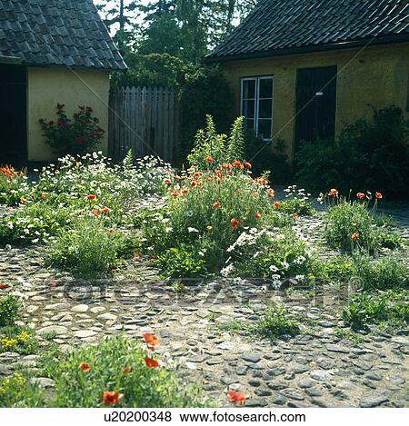  Poppies and marguetites growing in a rural Scandinavian cobbled courtyard. View Large Photo Image Stock Photo - Poppies and marguetites growing in a rural Scandinavian cobbled courtyard. . Fotosearch