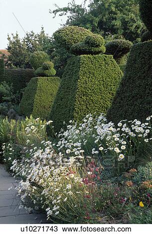 Stock Image - &#10; Yew plinths topped with topiary birds in a perennial border with marguerites.. Fotosearch