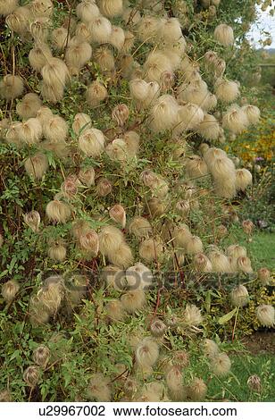 Stock Image -  A large bush of wild clematis smothered in autumn seedheads.. Fotosearch