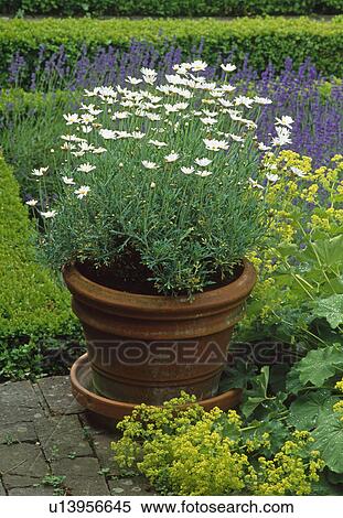 A pot of marguerites by a box knot with lavender and ladies mantle. View Large Photo Image Stock Photography - A pot of marguerites by a box knot with lavender and ladies mantle.. Fotosearch