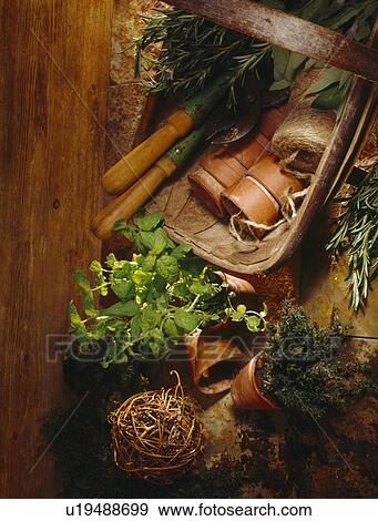 Stock Photo -  A trug with twine and handtools with pots and cut bunchs of herbs in a potting shed.. Fotosearch