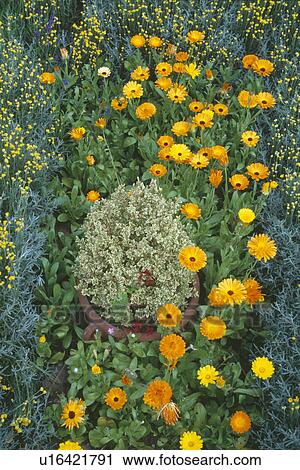 Stock Image - Aerial close-up of pot of thyme and orange marigolds. Fotosearch