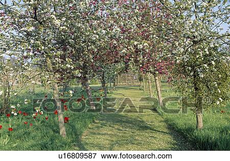 Stock Photo -  Avenue of apple trees with white and red blossom underlanted with sparce red tulips&#10;. Fotosearch