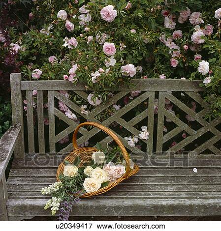 Basket of cream roses and lupins on a wooden garden bench. View Large Photo Image Stock Photo - Basket of cream roses and lupins on a wooden garden bench.. Fotosearch