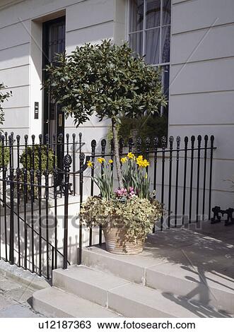 Bay tree in terracotta pot with trailing ivy on front step of traditional terraced town-house View Large Photo Image Stock Image - Bay tree in terracotta pot with trailing ivy on front step of traditional terraced town-house. Fotosearch