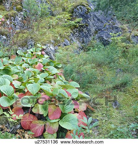 Stock Photograph - Bergenia leaves in rocky hillside garden. Fotosearch