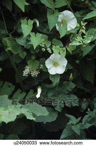 Bindweed in a hedgerow with elder. View Large Photo Image Stock Image - Bindweed in a hedgerow with elder.. Fotosearch