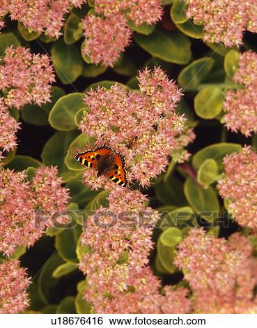 Stock Photograph -  Bird'd eye view of small tortoishell butterfly on sedum flowers&#10;. Fotosearch