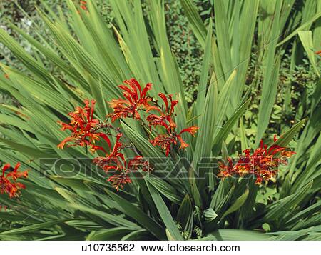 Stock Image - Birds eye view of a clump of deep orange montbetia.. Fotosearch